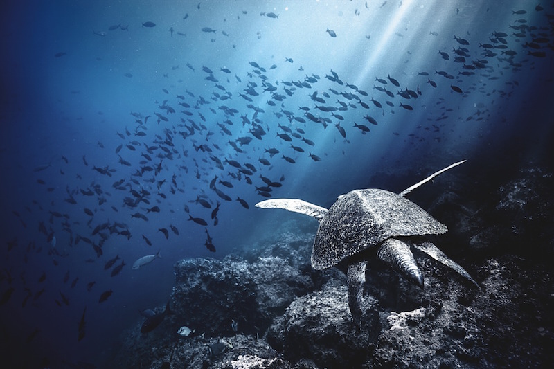IWC supports the Charles Darwin Foundation and its work in the Galapagos.